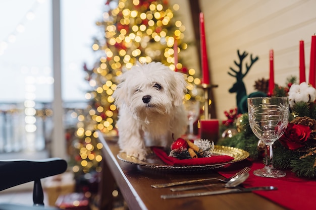 Pequeño terrier blanco en una mesa decorativa de navidad, vista cercana