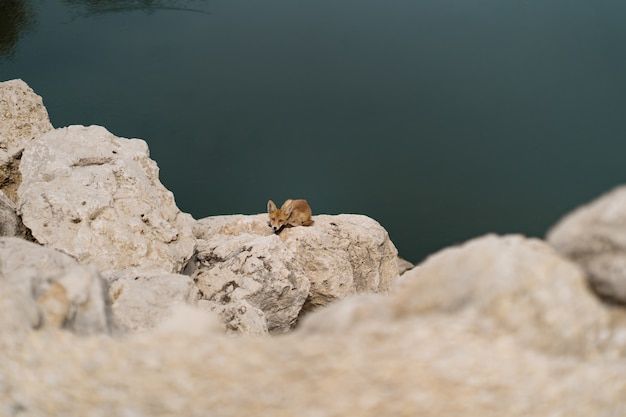 Pequeño zorro que toma el sol en una piedra blanca cerca del agua en naturaleza.