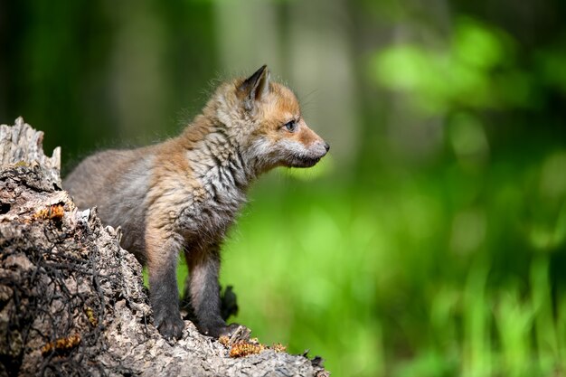 Pequeño zorro rojo en el bosque en tocón