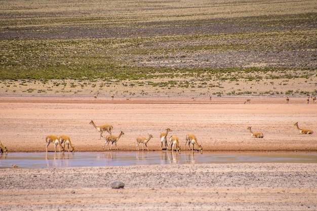 Pequeños antílopes bebiendo agua del lago mientras está de pie en un valle desierto