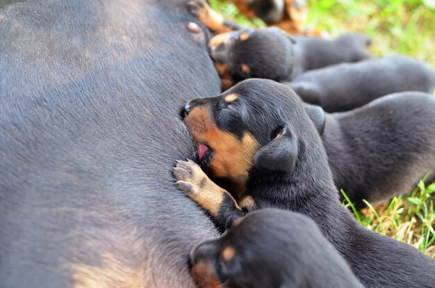 Pequeños cachorros mamando el pezón de las madres alimentados