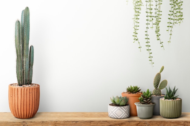Pequeños cactus con un fondo de pared blanca
