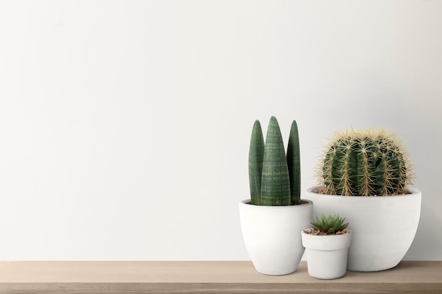 Pequeños cactus con un fondo de pared blanca
