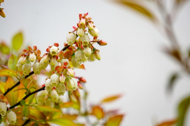 Pequeños capullos de flores