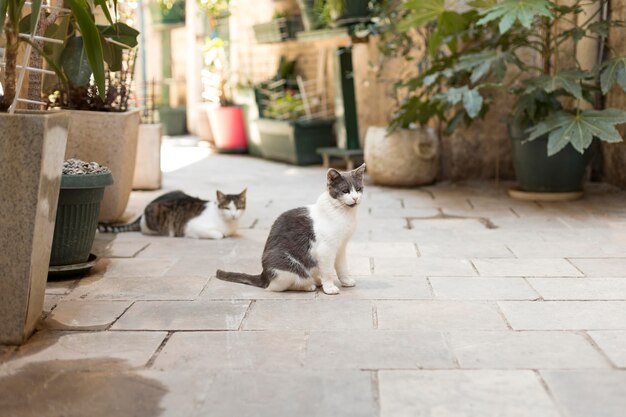 Pequeños gatitos en las calles urbanas de montenegro