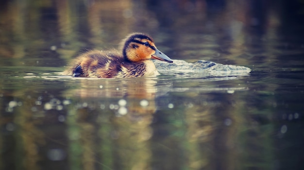 Pequeños patos en un estanque. Cerdos reales (Anas platyrhynchos)