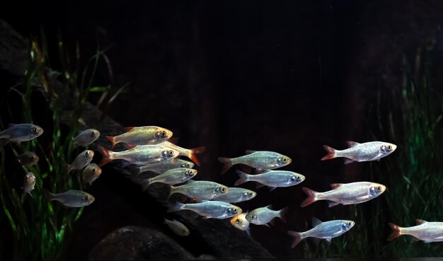 Pequeños peces plateados en un acuario sobre un fondo negro