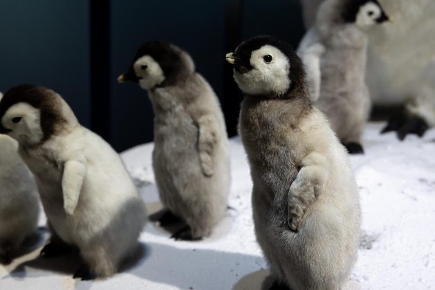 Pequeños pingüinos emperador de cerca en la vida salvaje de la nieve