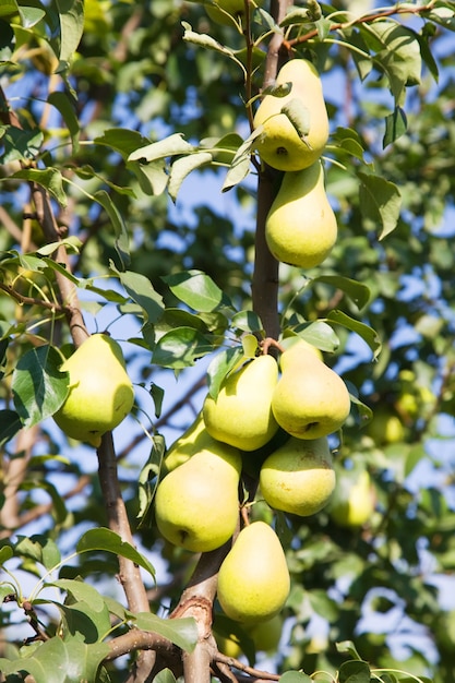 Peras maduras en la rama