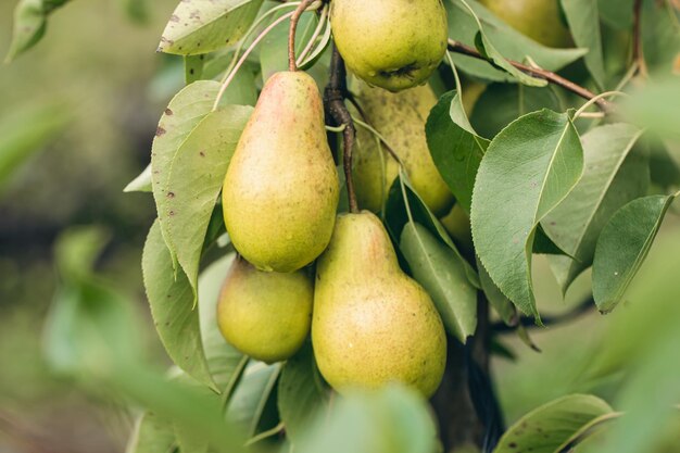 Peras maduras en las ramas de los árboles en el jardín de otoño