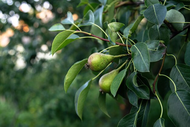 Peras en una rama de un árbol sobre un fondo borroso