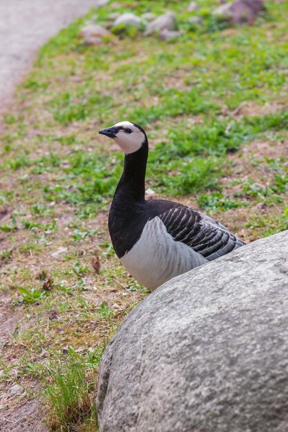 Perdiz de Chukar sobre hierba verde y piedra