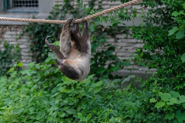 Perezoso de tres dedos colgando de una cuerda rodeado de vegetación en un bosque