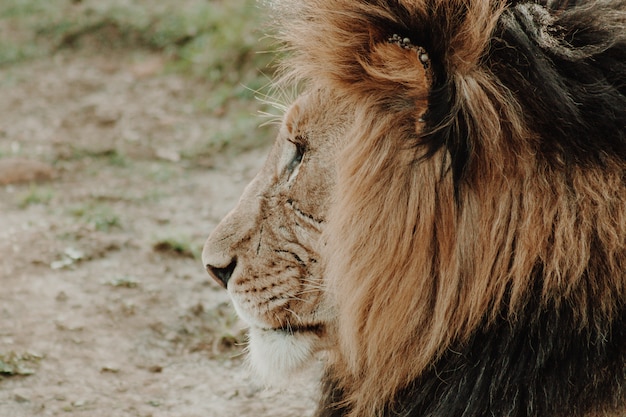 Perfil de cerca disparo de león macho