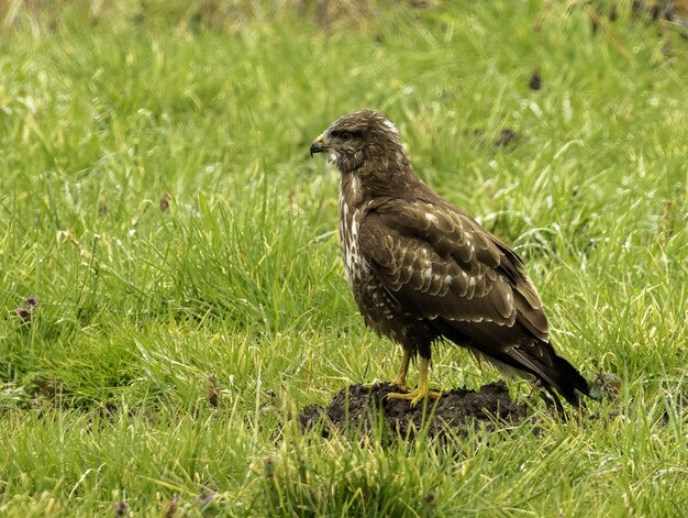 El perfil lateral de un ratonero común (Buteo buteo) de pie en el suelo