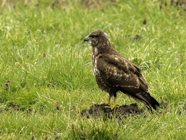 El perfil lateral de un ratonero común (Buteo buteo) de pie en el suelo