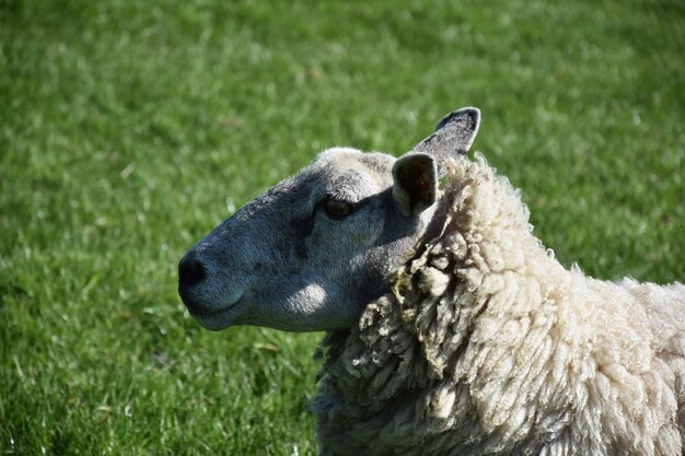 Perfil de una oveja en un campo de hierba en la primavera