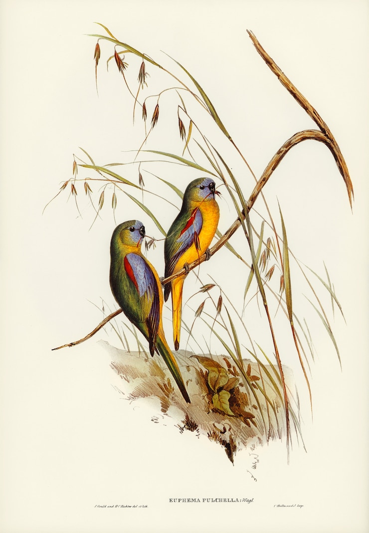 Foto gratuito periquito (euphema pulchella) ilustrado por elizabeth gould