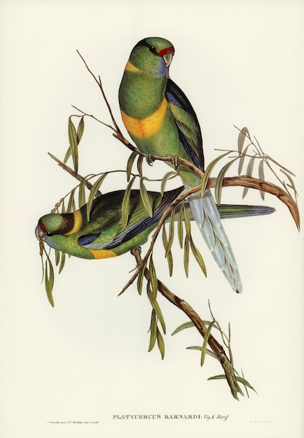 Foto gratuita periquito (platycercus barnardii) ilustrado por elizabeth gould