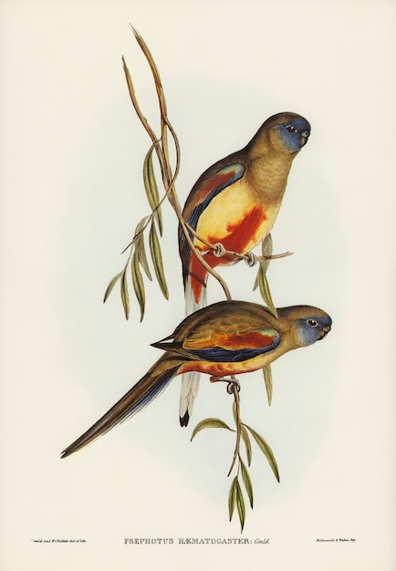 Foto gratuita periquito de vientre carmesí (psephotus haematogaster) ilustrado por elizabeth gould