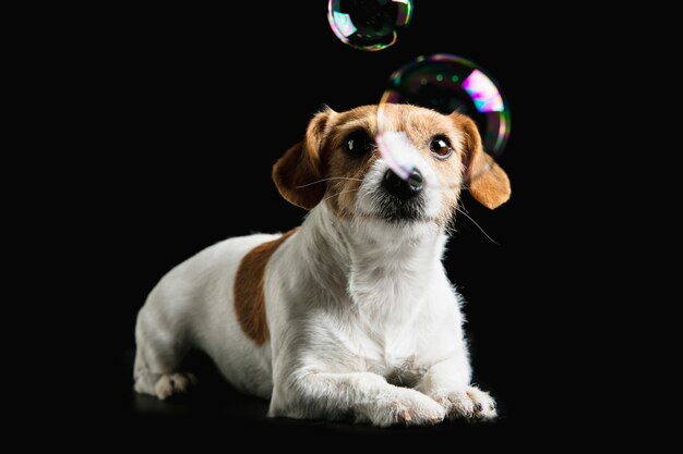 El perrito Jack Russell Terrier está planteando. Lindo perrito juguetón o mascota jugando sobre fondo negro de estudio.