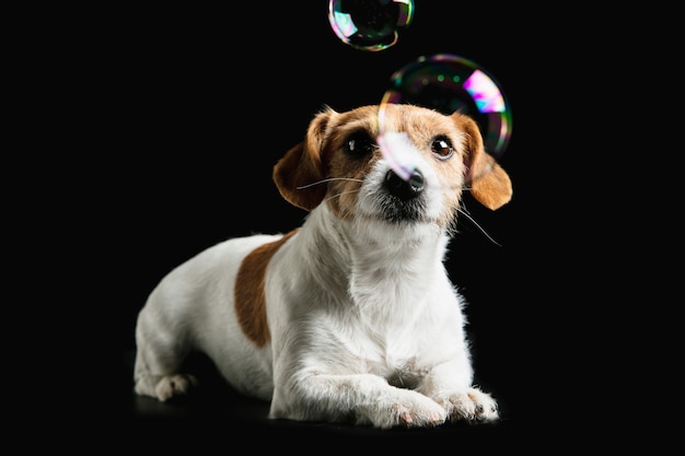 Foto gratuita el perrito jack russell terrier está planteando. lindo perrito juguetón o mascota jugando sobre fondo negro de estudio.