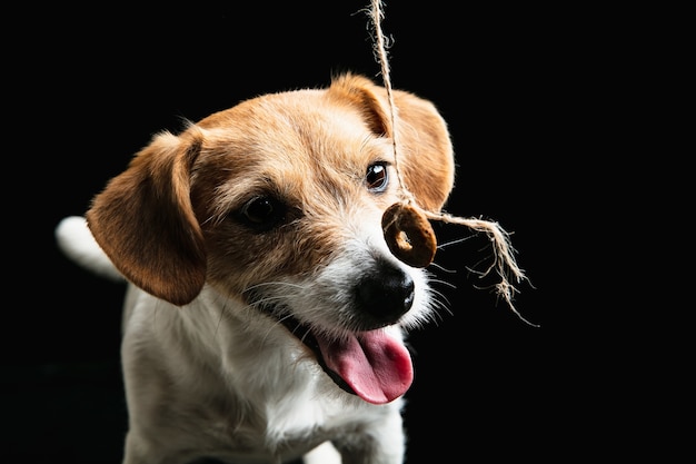 El perrito jack russell terrier está planteando. lindo perrito juguetón o mascota jugando sobre fondo negro de estudio.