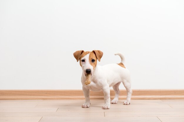 Perrito de Jack Russell Terrier