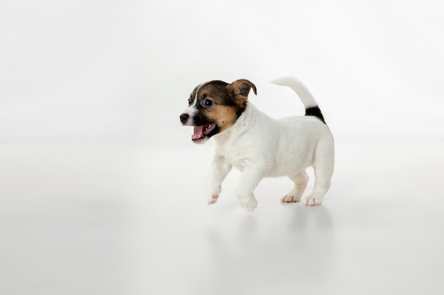 Perrito lindo y pequeño posando alegre aislado en gris