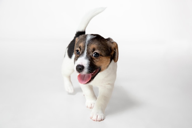 Perrito lindo y pequeño posando alegre aislado en gris