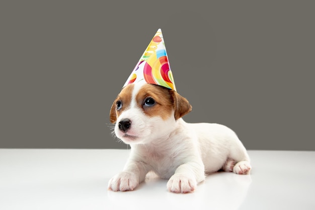 Foto gratuita perrito lindo y pequeño posando alegre aislado en gris