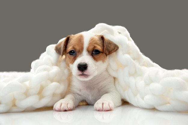 Perrito lindo y pequeño posando alegre en cómodo plaid suave