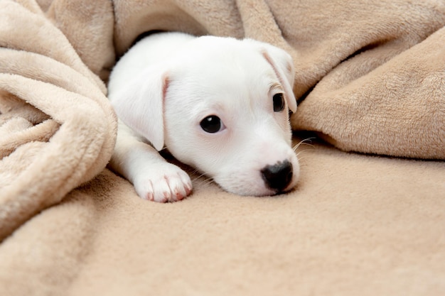 Perrito lindo y pequeño posando alegre en un cómodo plaid suave