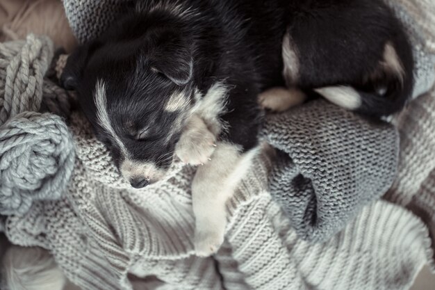 Perrito lindo con un suéter