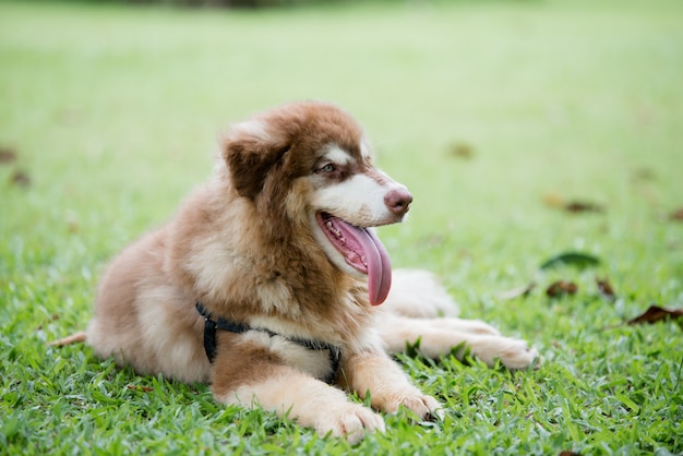 perrito en un parque al aire libre. Retrato de estilo de vida