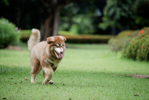 perrito en un parque al aire libre. Retrato de estilo de vida