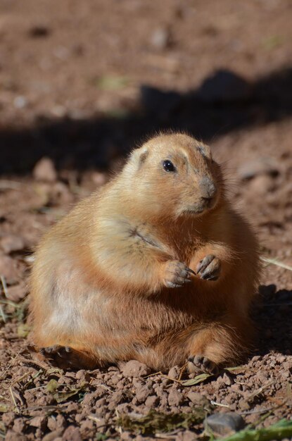 Perrito de las praderas muy regordete sentado en un montón de tierra.