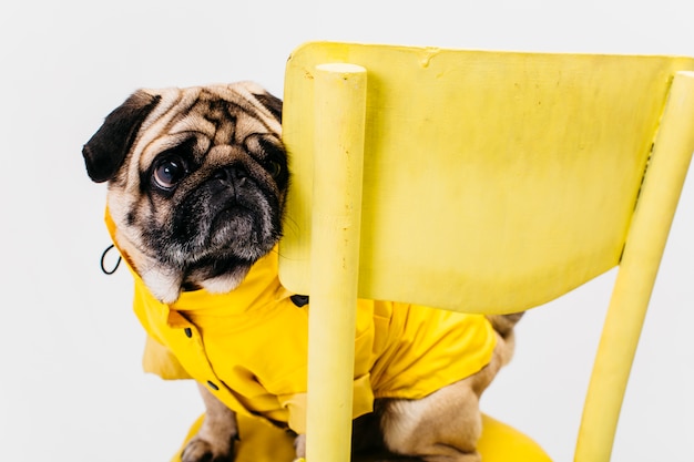 Foto gratuita perrito en traje amarillo sentado en silla