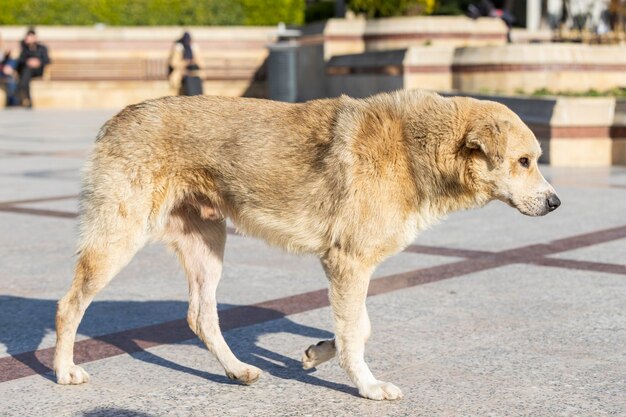 Perro abandonado caminando en el parque Foto de alta calidad.