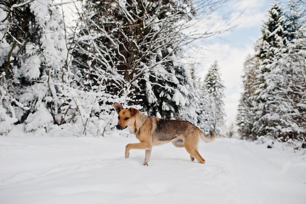 Perro abandonado en el camino invernal del bosque
