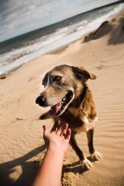 Perro acariciando en la playa