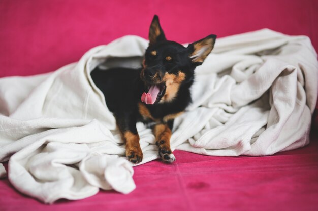 Perro adorable bostezando