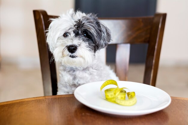 Perro adorable junto a un plato con una cinta métrica