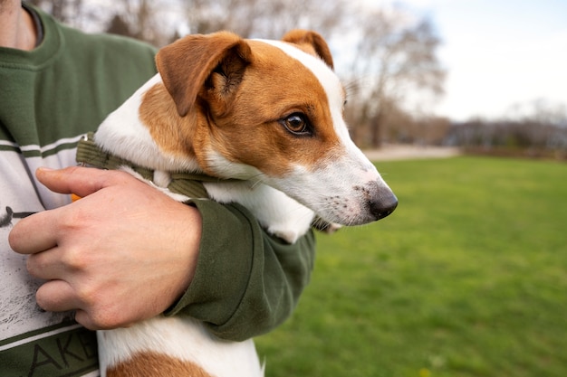 Perro adorable en el parque en la naturaleza con el dueño