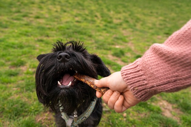 Perro adorable en el parque en la naturaleza con el dueño