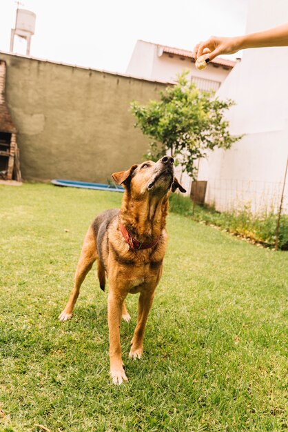 Perro adorable posando en el jardín