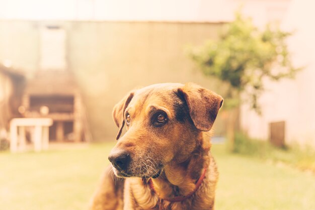 Perro adorable posando en el jardín