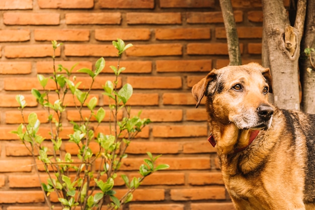 Perro adorable posando en el jardín