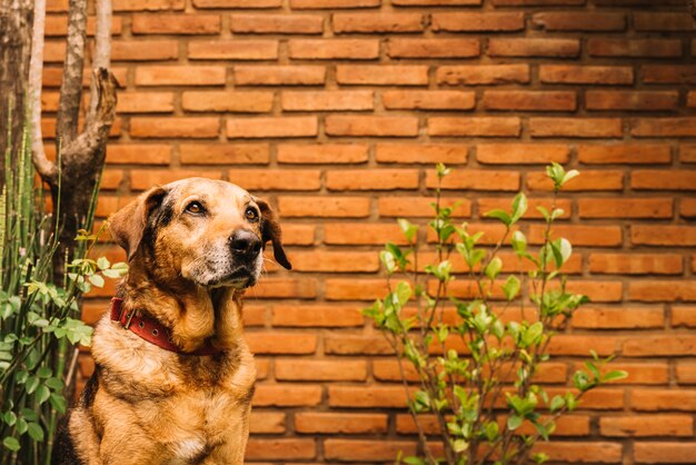 Foto gratuita perro adorable posando en el jardín