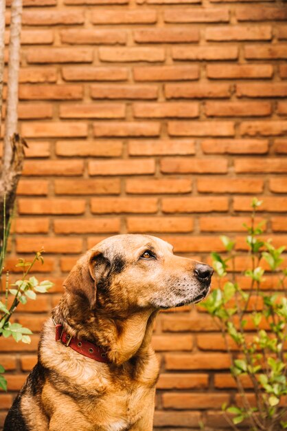 Perro adorable posando en el jardín